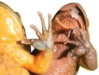 Description de l'image Telmatobius ventriflavum 37937.jpg.