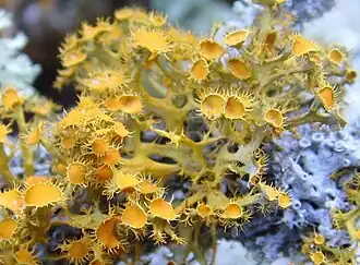 Teloschistales :Teloschistes chrysophthalmus