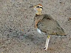 Cursorius temminckii