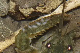 Description de cette image, également commentée ci-après