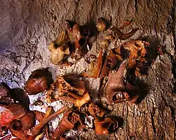 Ossements du trou Tempiette ; la cavité contient un puits de 32 m qui a piégé de nombreux animaux, Entremont-le-Vieux, Savoie, France.