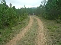 Traversée d'une grande forêt de pins noirs dans les causses.