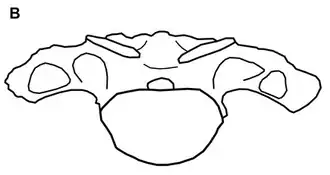 Description de l'image Tendaguria anterior dorsal vertebra.png.