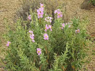 Description de l'image Tenerife 015.JPG.