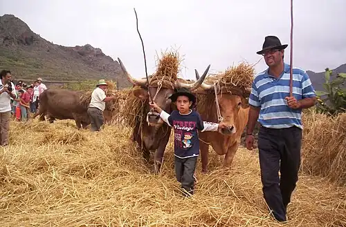 jeune garçon guidant son équipage piétinant de la paille. Les animaux ont de longues cornes et des zones plus claires autour des yeux, du mufle et des aisselles. Le bovin de gauche est gris-brun, celui de droite, froment-rouge.