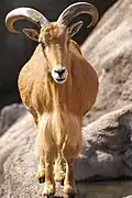 Mouflon à manchettes.