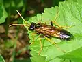Tenthredo campestris (Tenthredinoidea)
