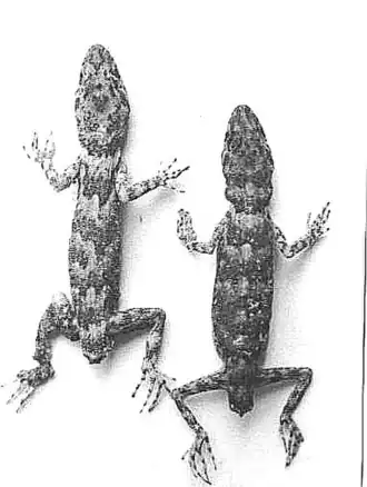 Description de l'image Tenuidactylus baturensis.jpg.
