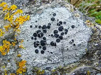 Description de cette image, également commentée ci-après