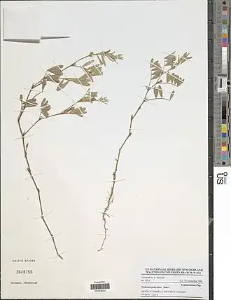 Tephrosia pedicellata.