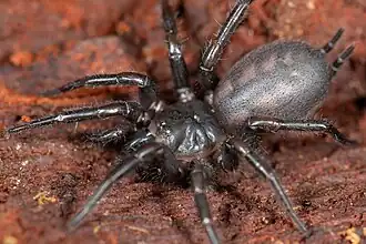 Description de l'image Teranodes montanus, female (F Hexathelidae) (32790371500).jpg.