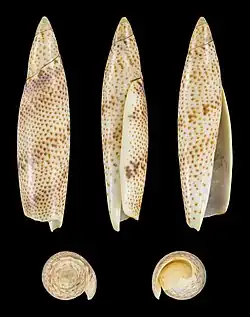 Terebellum terebellum, un Seraphsidae