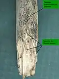 Perche de châtaignier attaquée par Limnoria quadripunctata , en surface, et  Teredo navalis plus profondément. L'action conjuguée des deux espèces, à la base de la perche, a facilité sa rupture
