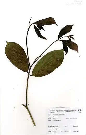 Description de l'image Terminalia ivorensis A.Chev. (GH0306).jpg.