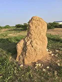 Termitière au Somaliland en mai 2016.
