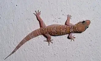 Description de l'image Termitehill gecko sal.jpg.