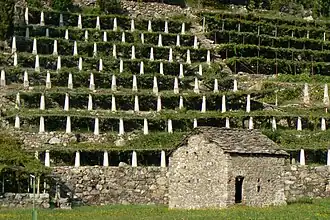 Vigne en terrasses à Donnas.