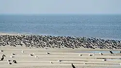 Photographie d'une colonie d'Huîtriers sur une plage, avec des cormorans et des laridés autour.