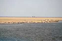 Veaux de mer sur Tertius