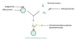 Test de compatibilité croisée Luminex