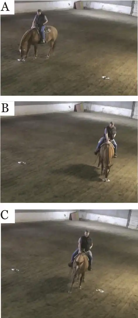 Suite de trois photographies montrant le comportement d'un cheval roux face à deux objets.
