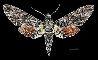 Description de cette image, également commentée ci-après