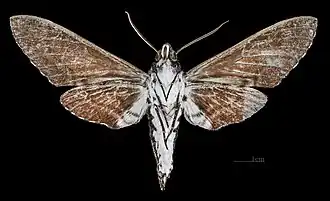 △ revers du mâle MHNT