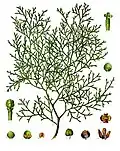 Illustration de Koehler's Medicinal-Plants (1887)