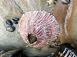 Tetraclita rubescens (Tetraclitidae).