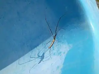 Description de l'image Tetragnatha praedonia.JPG.