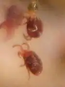 Tetranychus lintearius.