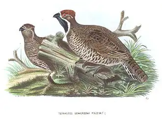 Description de l'image TetrastesSewerzowi.jpg.