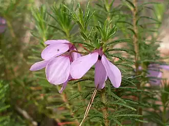 Description de l'image Tetratheca neglecta 1.jpg.