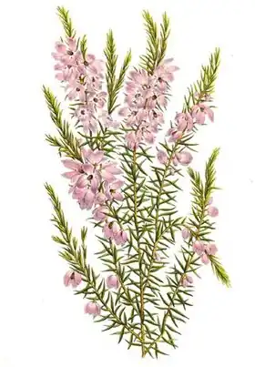Description de l'image Tetratheca pilosa - Lemaire.jpg.