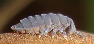 Description de l'image Tetrodontophora bielanensis Podkomorské lesy.jpg.