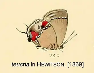 Description de l'image TeucriaFromHewitson1869.jpg.