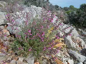 Description de cette image, également commentée ci-après