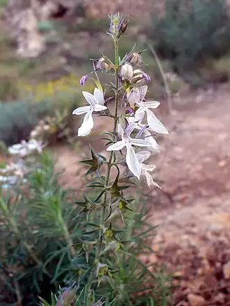 Description de l'image Teucrium pseudochamaepitys.jpg.