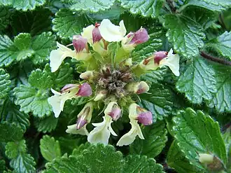 Description de cette image, également commentée ci-après