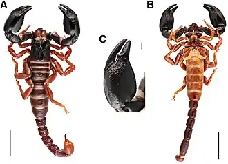 Description de cette image, également commentée ci-après