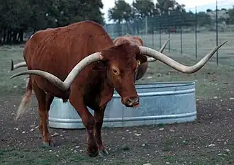 Texas longhorn