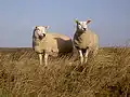 Deux brebis texel.