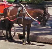 Poney thaïlandais bai