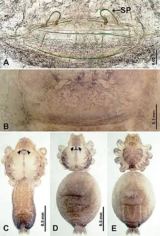 Description de l'image Thaiderces fengniao (10.3897-zookeys.869.35546) Figure 18.jpg.