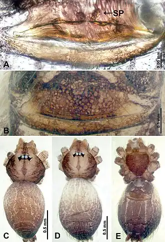 Description de l'image Thaiderces ganlan (10.3897-zookeys.869.35546) Figure 7.jpg.