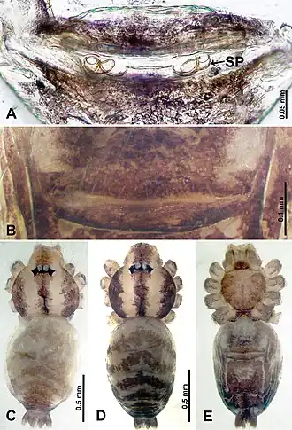 Description de l'image Thaiderces haima (10.3897-zookeys.869.35546) Figure 20.jpg.