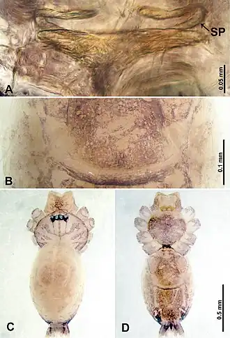 Description de l'image Thaiderces jiazi (10.3897-zookeys.869.35546) Figure 15.jpg.