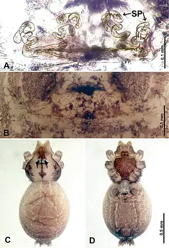 Description de l'image Thaiderces miantiao (10.3897-zookeys.869.35546) Figure 14.jpg.