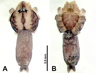 Description de l'image Thaiderces ngalauindahensis (10.3897-zookeys.869.35546) Figure 9.jpg.