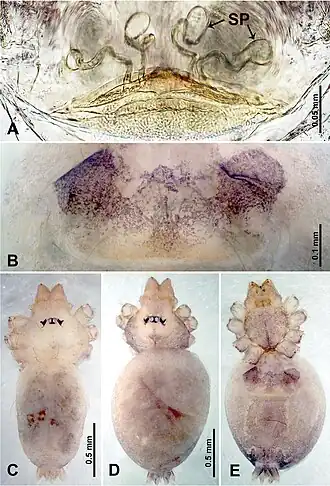Description de l'image Thaiderces shuzi (10.3897-zookeys.869.35546) Figure 3.jpg.